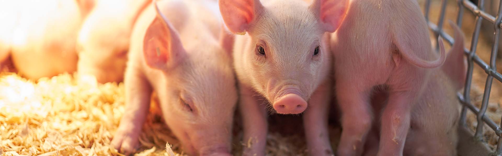 Swine Health Ontario